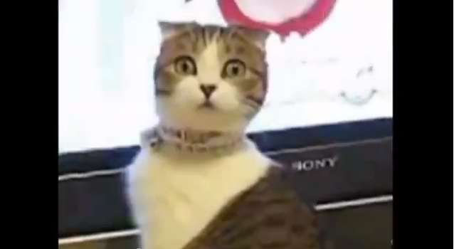 Những tai nạn rất thú vị của Mèo