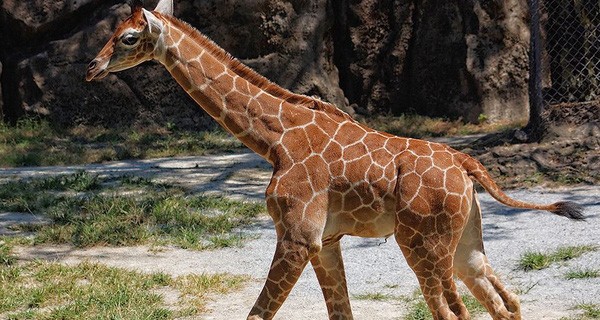 10 bài học lãnh đạo từ Hươu cao cổ: Ông chủ nên biết để cải thiện bản thân, nhân viên cần đọc để… đối phó với sếp