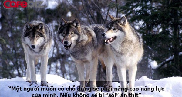 ‘Dẫn dụ sói vào đàn hươu’: Vì sao bạn đang làm rất tốt, sếp vẫn tuyển thêm người, thậm chí là người giỏi hơn?