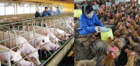 Ngành chăn nuôi Việt Nam: Mất quyền trên “sân nhà” vì quá phụ thuộc